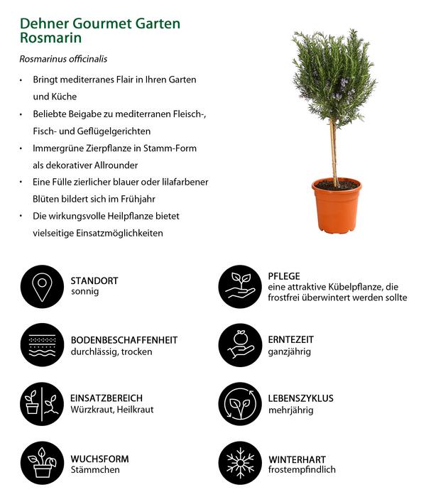 Dehner Gourmet Garten Rosmarin, Stamm