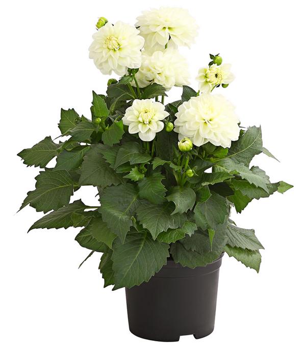 Dahlie, verschiedene Farben