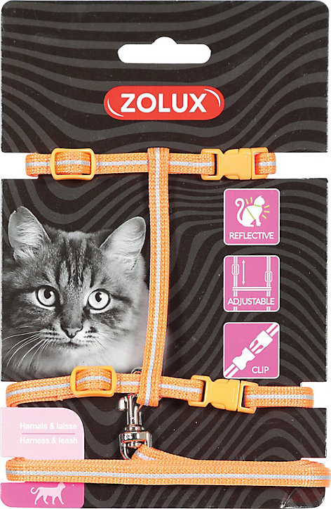 Kit sellerie pour chat orange