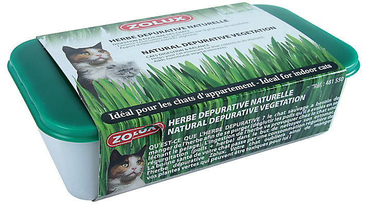 Herbe à chat dépurative nature
