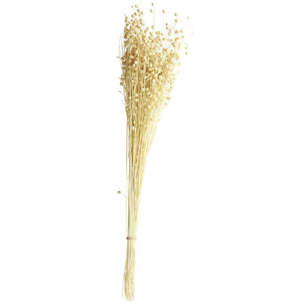 Lin séché naturel beige H60cm