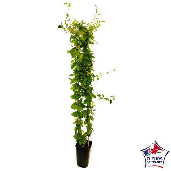 Lonicera japonica Hall's Prolific : ctr de 3 Litres