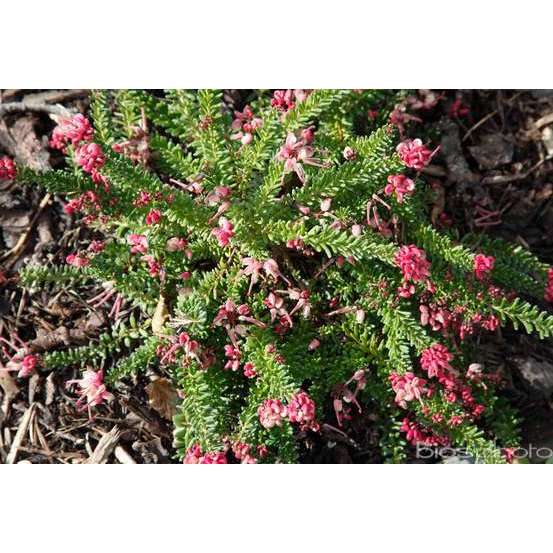 Grevillea juniperina ' Mount Tamboritha ' : hauteur 25/30 cm pot 3 L