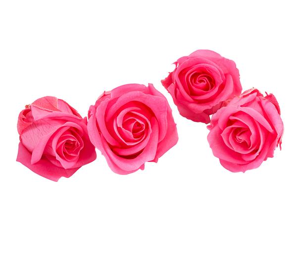 Dehner Longlife-Rose, ca. Ø2 cm