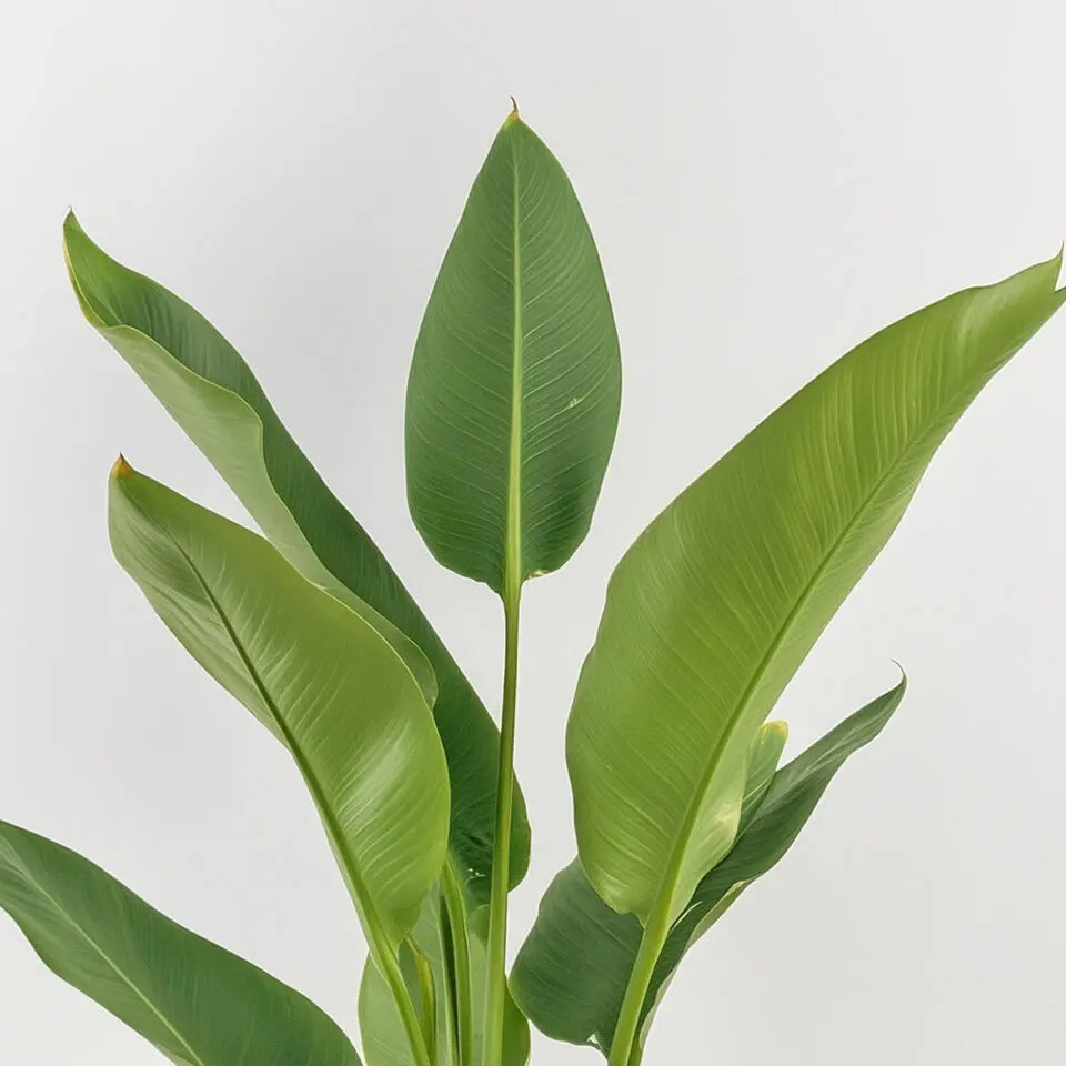 Paradijsvogelbloem - Strelitzia reginea - Hoogte 25-40cm - ⌀9cm