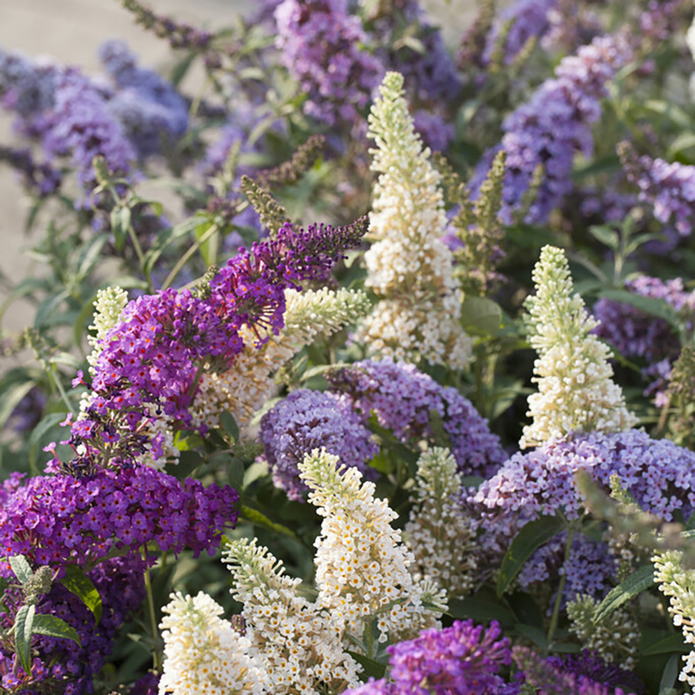 Buddleja davidii 'tricolor' - arbre aux papillons - rustique – ⌀17 cm - ↕30-40 cm