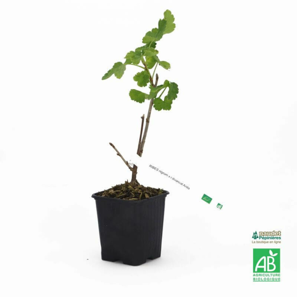 Casseille 'anita' bio - godet 9cm