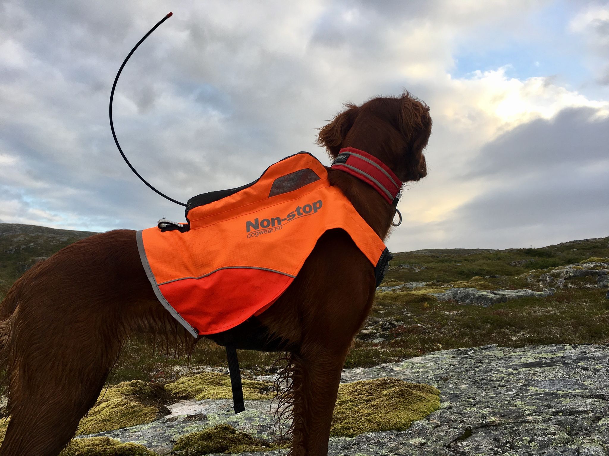 Non-Stop Dogwear Protector Vest GPS<br>GPS holder på ryggen!