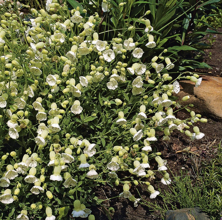 Lijmkruid (Silene maritima 'Weisskehlchen') D 9 H 15 cm