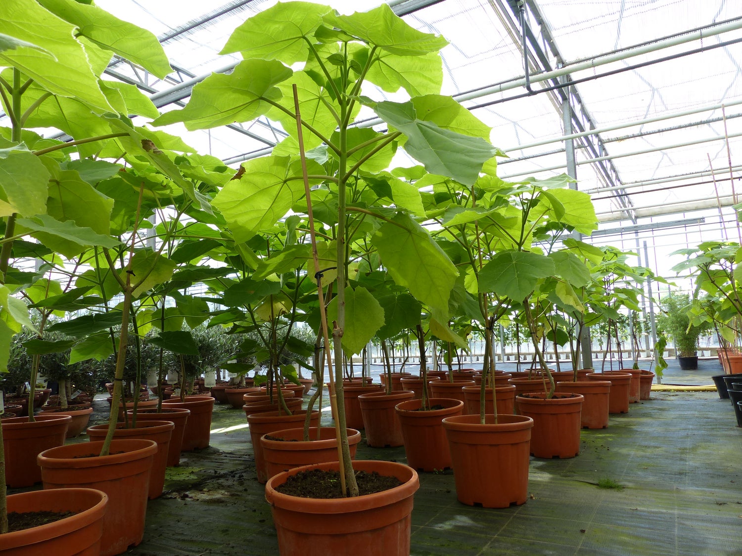 Blauwe klokjesboom Kiriboom 110 - 120 cm Paulownia tomentosa Keizersboom