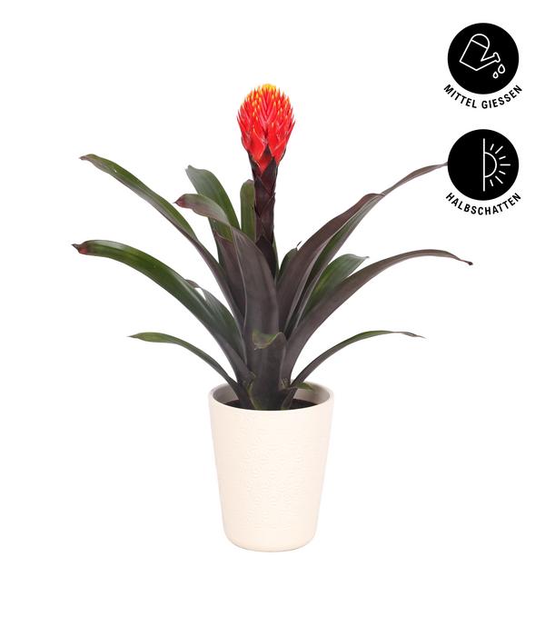 Guzmanie - Guzmania 'Tala', in Keramik