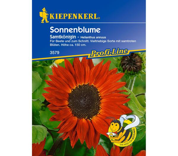 Kiepenkerl Saatgut Sonnenblume 'Samtkönigin'