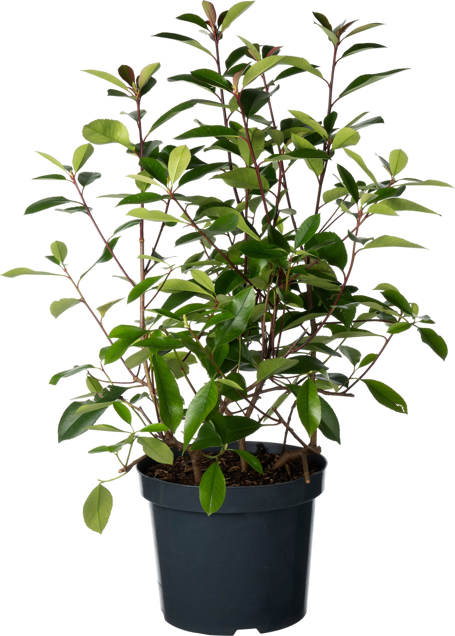 Glansmispel (Photinia x fraseri 'Red Robin') D 26 H 60 cm