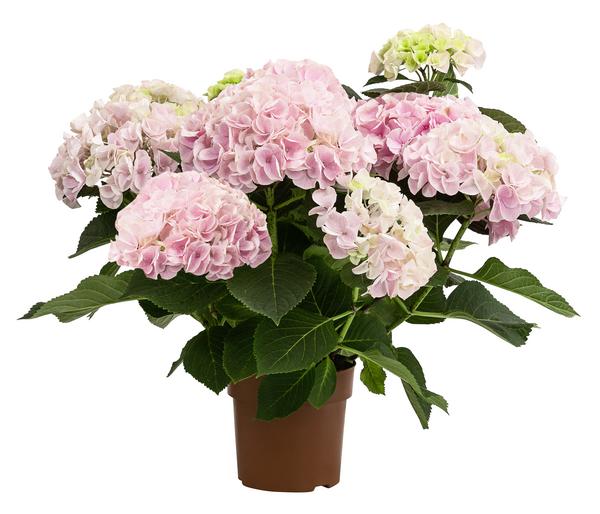 Hortensie - Hydrangea macrophylla