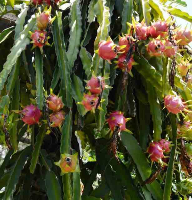 Pitaya hylocereus costa rica (pitaya ou fruit du dragon) jaune - taille pot de 4 litres ? 40/60 cm