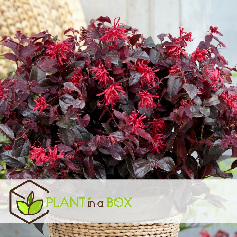 Loropetalum ever red - set de 4 - arbuste - pot 13cm - hauteur 25-35cm