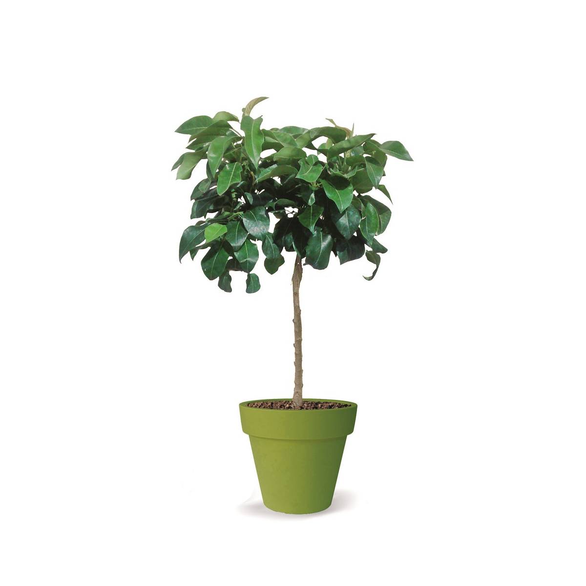 Poirier nain pearlite® - nain de jardin®/pyrus communis pearlite® - nain de jardin®[-]pot de 5l