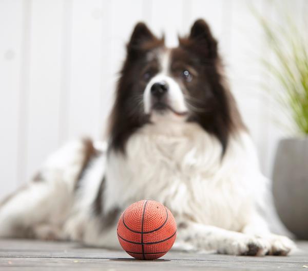 Dehner Lieblinge Hundespielzeug Spielball