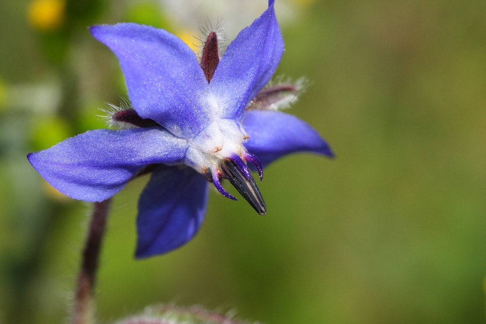 Kit cadeau - bio - bourrache - 40 graines - borago officinalis