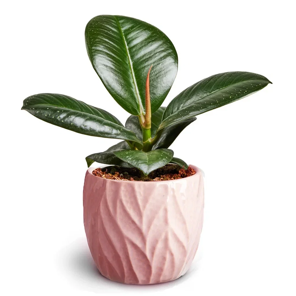 Philodendron, Goeppertia sp. Grønn plante i potte Høyde 15 cm
