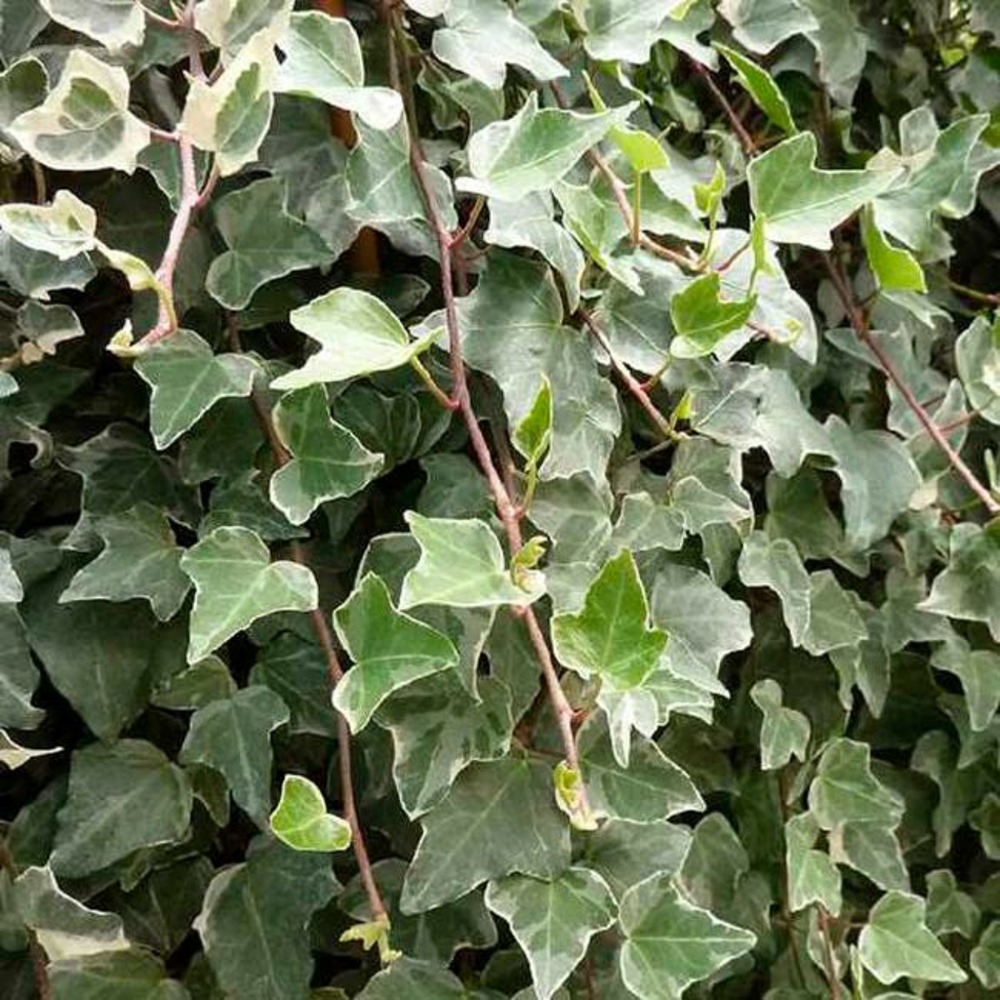 Lierre 'glacier' - hedera helix 3l