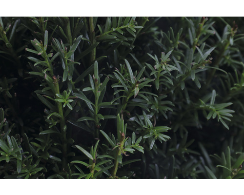 Taxusbol FloraSelf Taxus baccata Ø ca. 32 cm Co 7.5 L