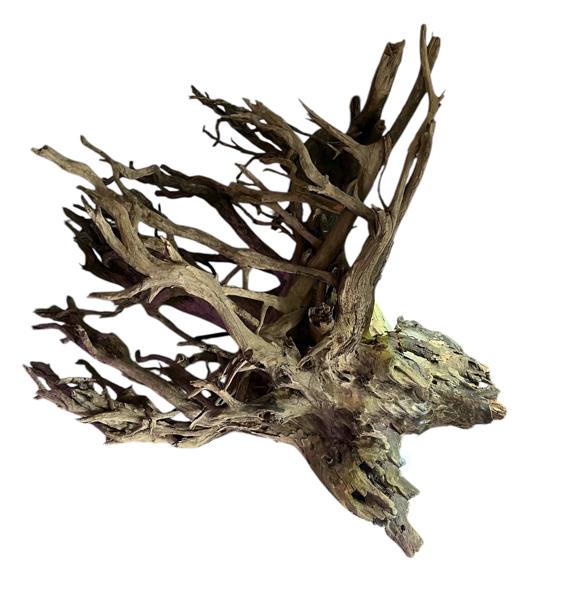 AQXL Selected CORBO-ROOT JUMBO XXL 80-120cm NR4