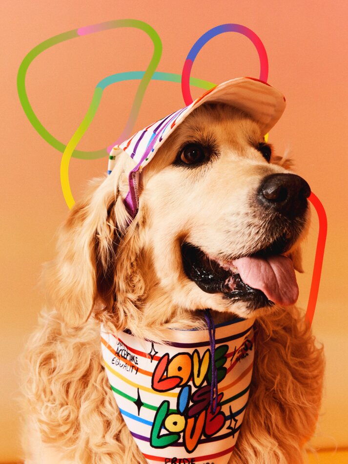 Conjunto de chapéu e bandana para animais de estimação - Vários modelos