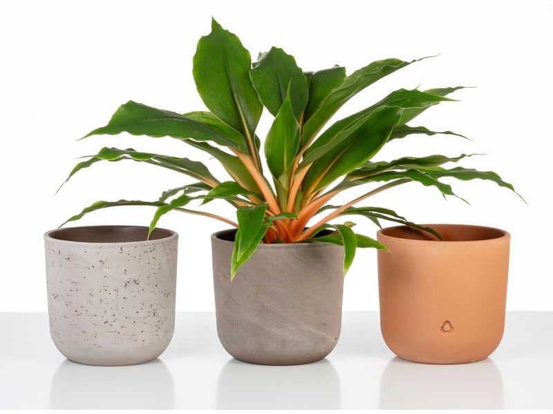 scheurich Blumentopf Basalto 12.9 cm, Grau Übertopf