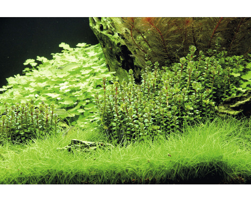 Rotala indica In-Vitro