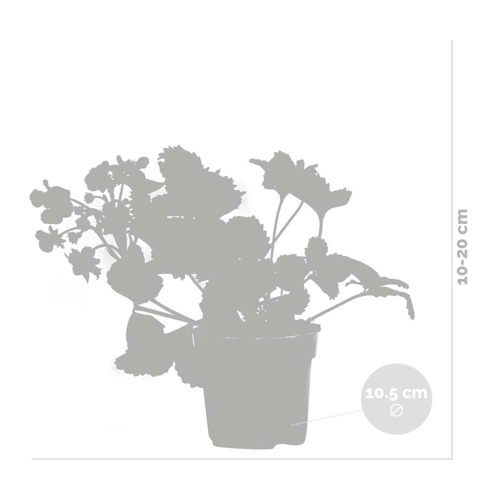 3x fragaria 'red summer breeze' – fraisier – entretien facile – ⌀10,5 cm - ↕15-20 cm