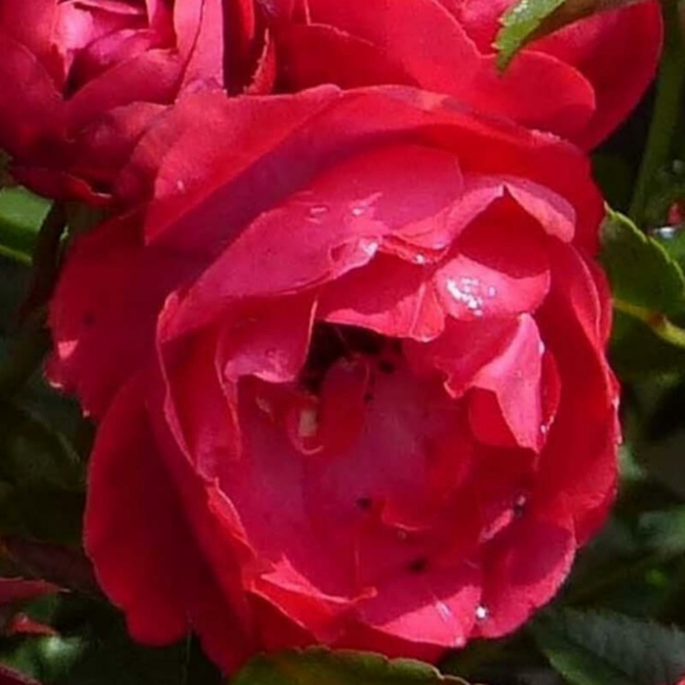 Rosier miniature 'fêtes des mères' -