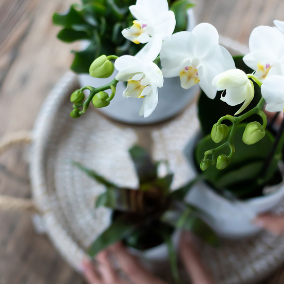 Compo 3 plantes d'intérieur - pot Déco D30cm