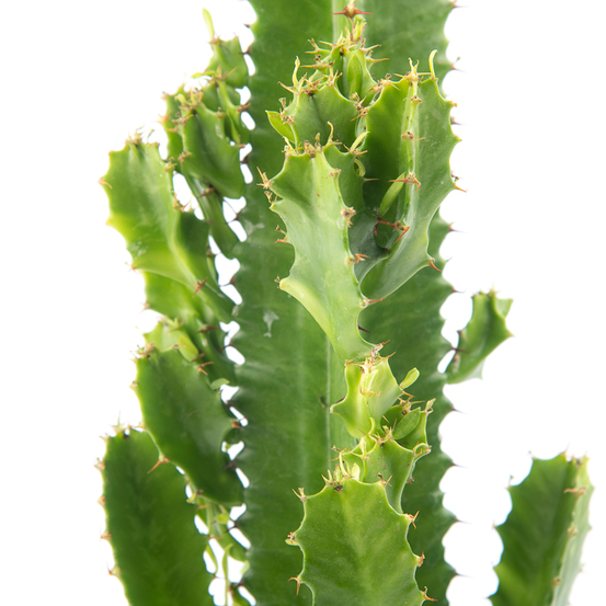 Euphorbia acrurensis - pot D17cm