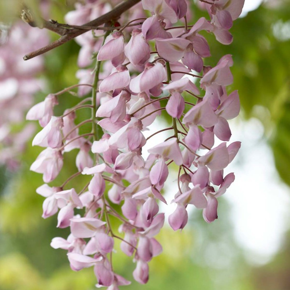 2x wisteria rosea - wisteria - rose - plante grimpante - facile d'entretien - ⌀15 cm - ↕60-70 cm