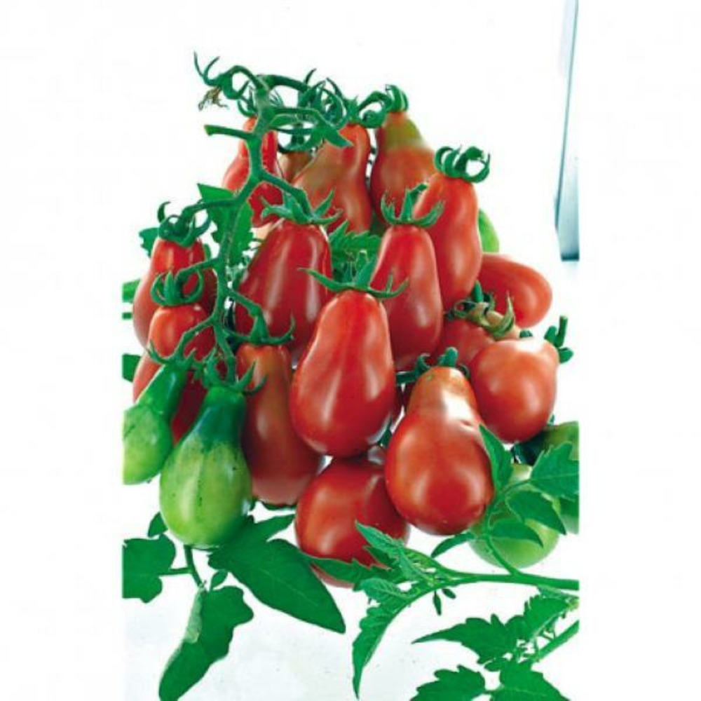 Sachet de graines de tomates poire red - sachet de 0,2 grammes - petite entreprise française - made in france