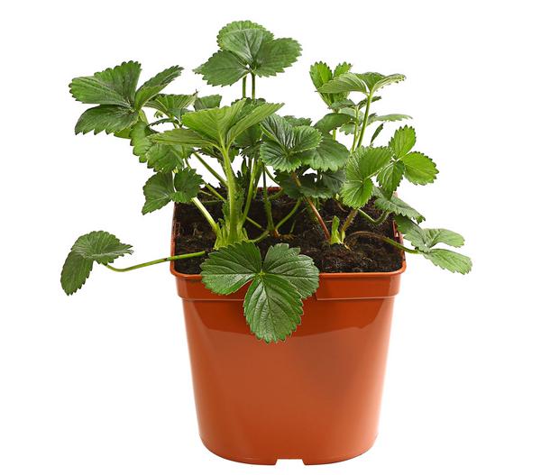 Erdbeere 'Elan'