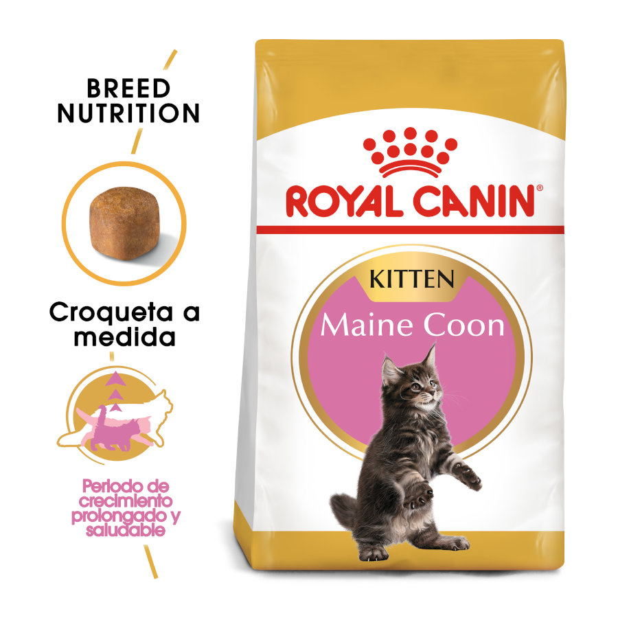 Ração Royal Canin para gatinhos da raça Maine Coon