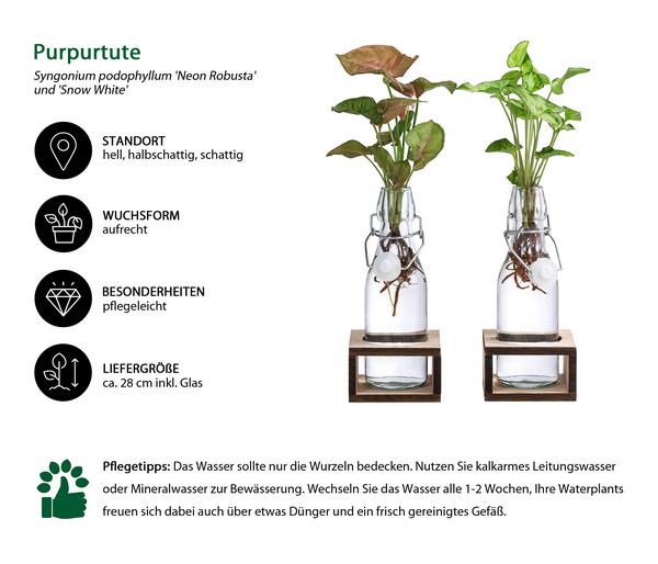 Waterplant-Set Purpurtute in Glasflaschen -