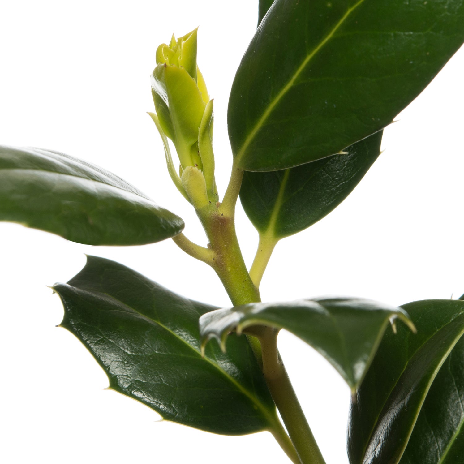 Hulst (Ilex aquifolium 'JC van Tol') D 27 H 80 cm