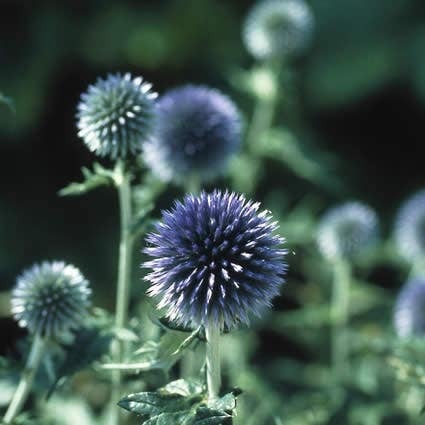 Kogeldistel (Echinops bannaticus 'Taplow Blue') D 9 H 10 cm