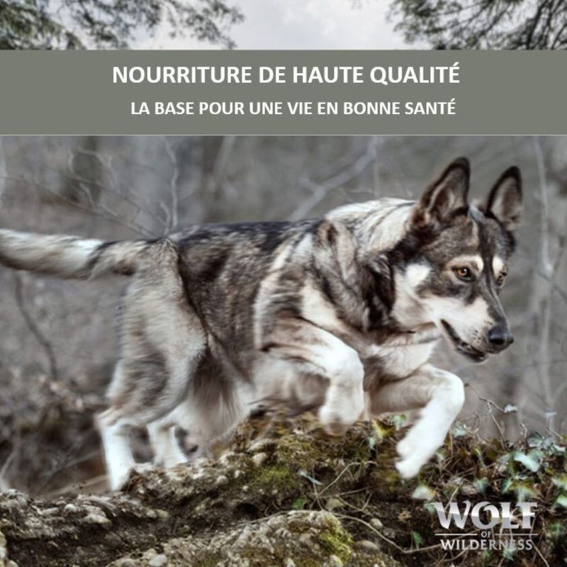 Lot Wolf of Wilderness Adulte - Single Protein 24 x 800 g