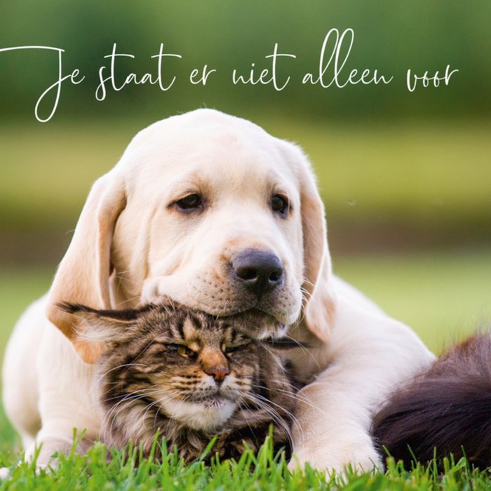 Paperclip | Sterkte kaart | hond en kat
