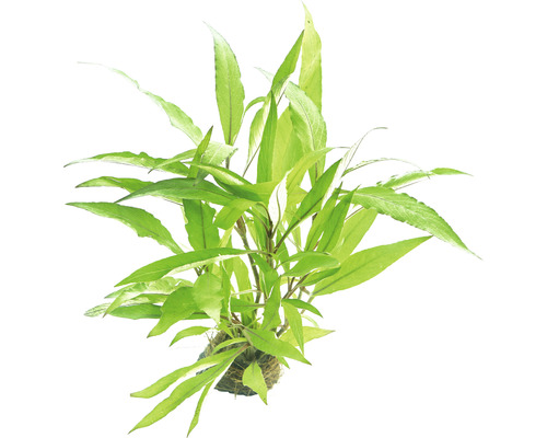 Smalbladige waterpest - Hygrophila corymbosa Thailand