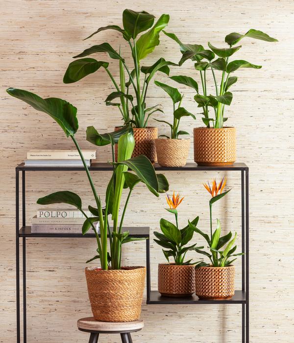 Baumstrelitzie - Strelitzia nicolai