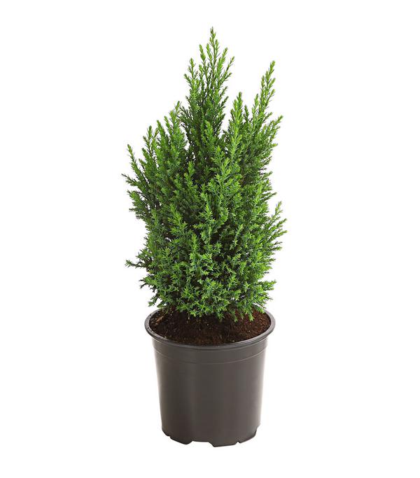 Scheinzypresse 'Ellwoodii'