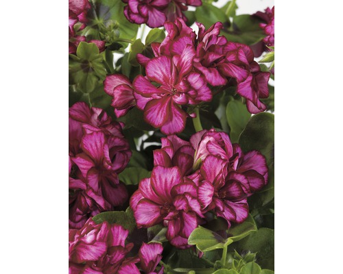 Hanggeranium FloraSelf Pelargonium peltatum Ø 12 cm pot willekeurige variëteitselectie