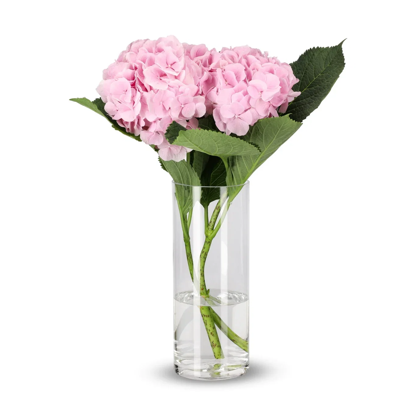 Hortensia 2 pk Høyde 50 cm