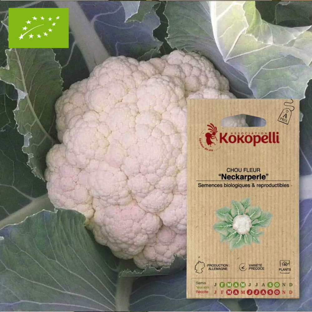 Sachet de graines bio à semerchou fleur neckarperle