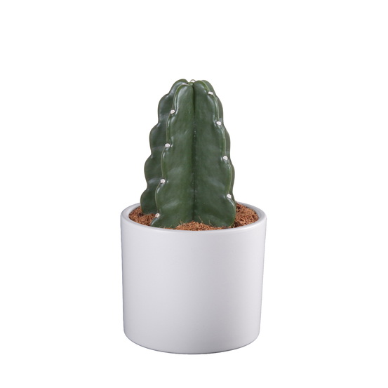 Cactus Cuddly - pot D12cm